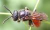 Sphecodes sp.